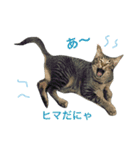 キジトラのエクラン君（個別スタンプ：4）