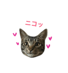 キジトラのエクラン君（個別スタンプ：10）