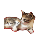 ツナさーんです。（個別スタンプ：6）