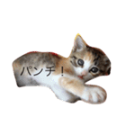 ツナさーんです。（個別スタンプ：7）