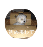 toy toy（個別スタンプ：3）