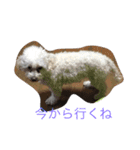 toy toy（個別スタンプ：9）
