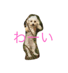 toy toy（個別スタンプ：12）