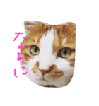 みいたさま（個別スタンプ：3）