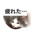 イケメン猫リッチくんのスタンプ（個別スタンプ：2）