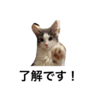 イケメン猫リッチくんのスタンプ（個別スタンプ：4）