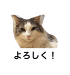 イケメン猫リッチくんのスタンプ（個別スタンプ：5）