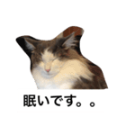 イケメン猫リッチくんのスタンプ（個別スタンプ：6）