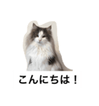 イケメン猫リッチくんのスタンプ（個別スタンプ：7）