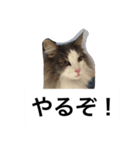 イケメン猫リッチくんのスタンプ（個別スタンプ：8）