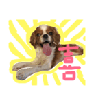 dande2（個別スタンプ：1）