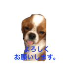 dande2（個別スタンプ：2）