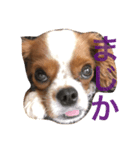 dande2（個別スタンプ：3）
