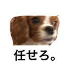 dande2（個別スタンプ：4）