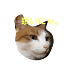 ニャイト（個別スタンプ：2）