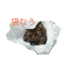 もかしょこ（個別スタンプ：3）
