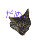 もかしょこ（個別スタンプ：5）
