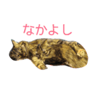 もかしょこ（個別スタンプ：7）