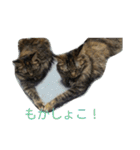 もかしょこ（個別スタンプ：17）