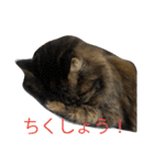 もかしょこ（個別スタンプ：20）