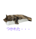 もかしょこ（個別スタンプ：21）