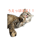 もかしょこ（個別スタンプ：22）