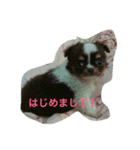 ぽこ太郎（個別スタンプ：1）