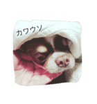 ぽこ太郎（個別スタンプ：3）