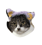 姫ねこ、姫ちゃんの日常（個別スタンプ：2）