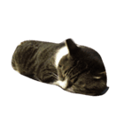 姫ねこ、姫ちゃんの日常（個別スタンプ：3）