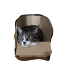 姫ねこ、姫ちゃんの日常（個別スタンプ：4）