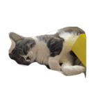 姫ねこ、姫ちゃんの日常（個別スタンプ：5）