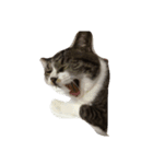 姫ねこ、姫ちゃんの日常（個別スタンプ：6）