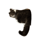 姫ねこ、姫ちゃんの日常（個別スタンプ：7）