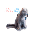 ねこちゃんこ（個別スタンプ：1）