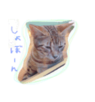 ねこちゃんこ（個別スタンプ：2）