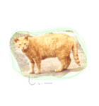 ねこちゃんこ（個別スタンプ：3）