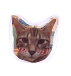 ねこちゃんこ（個別スタンプ：5）