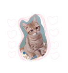 ねこちゃんこ（個別スタンプ：8）
