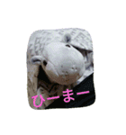 あごちゃん（個別スタンプ：4）