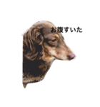 愛犬チョコ（個別スタンプ：1）