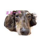 愛犬チョコ（個別スタンプ：2）