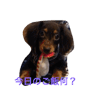 愛犬チョコ（個別スタンプ：3）