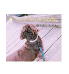 愛犬チョコ（個別スタンプ：5）