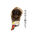 愛犬チョコ（個別スタンプ：6）