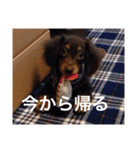 愛犬チョコ（個別スタンプ：7）
