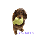愛犬チョコ（個別スタンプ：8）