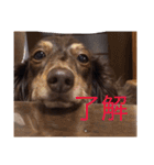 愛犬チョコ（個別スタンプ：9）