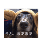 愛犬チョコ（個別スタンプ：10）
