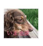 愛犬チョコ（個別スタンプ：11）